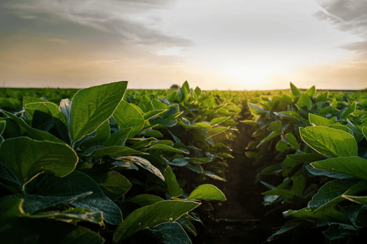 Vad är nikotinpåsar?